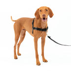 Hot-Selling Dog Harness