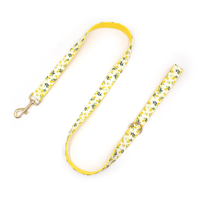 Printed Leash Pet Collar Main Image