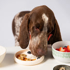 Lick Dish Slow Feeder
